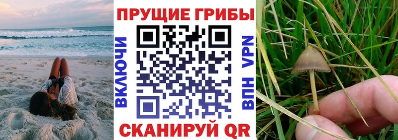 наркота  Туран  Псилоцибиновые грибы прущие грибы 
